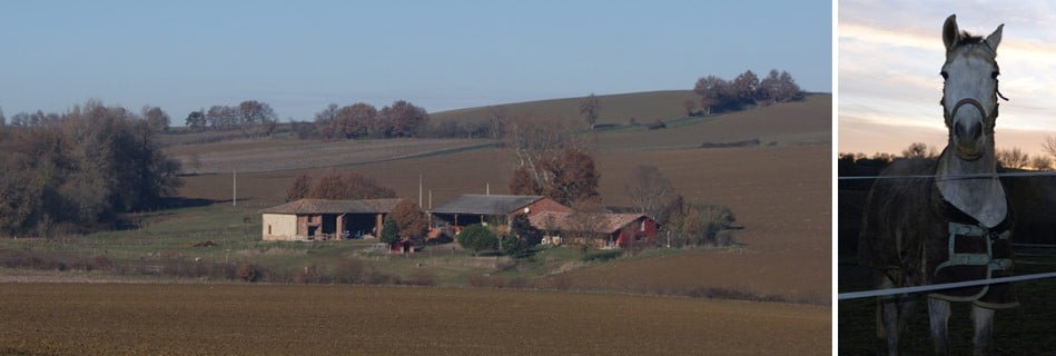 La ferme posée au creux d'un vallon cultivé du Gers au petit matin, et portrait d'un cheval gris à la tombée du jour