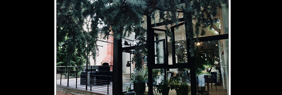 L'extension vitrée aperçue à travers les branches du grand cèdre, ouverte sur la terrasse en bois et garde-corps en acier